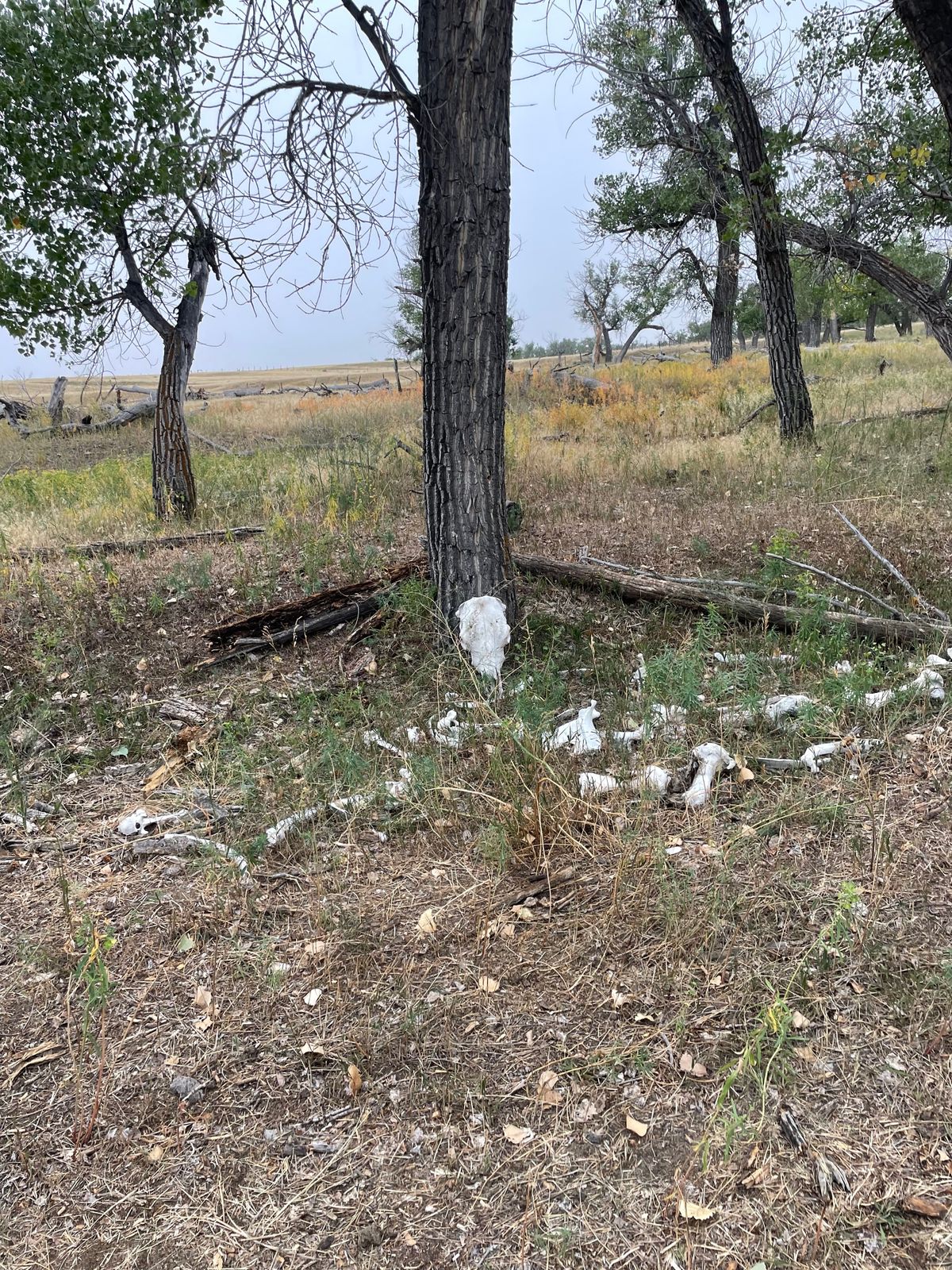The bone at tee pad for hole 3 “The Ribcage”