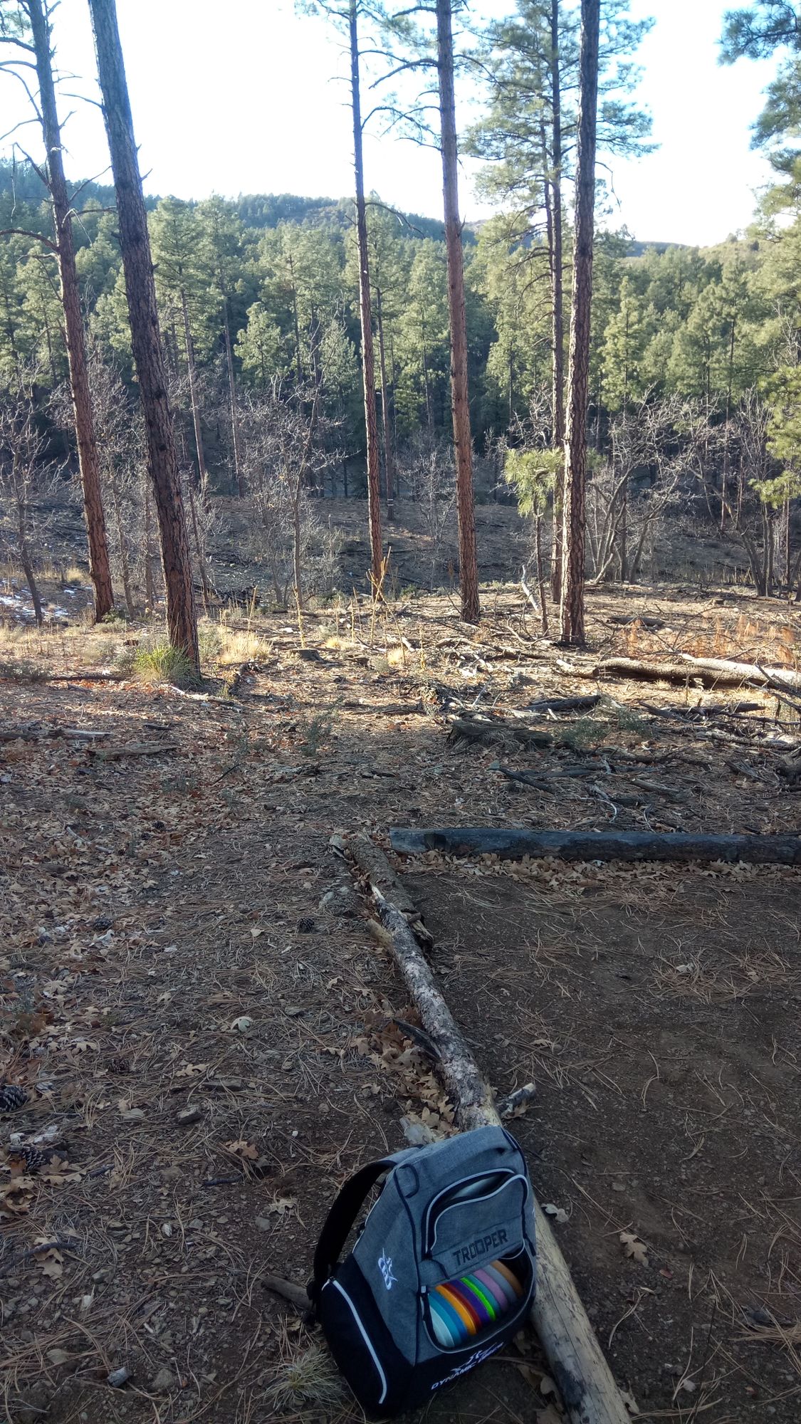 Hole #6 tee (291 ft downhill, plays 252; same tree used for hole #2)
