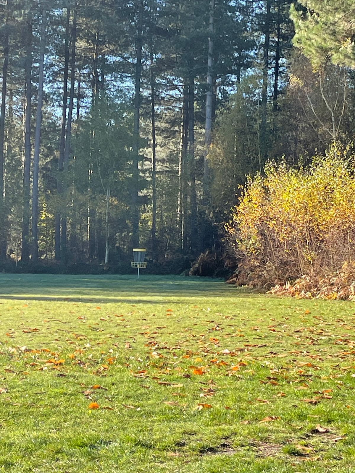 Basket 7 on a lovely sunny autumn day, from the tee