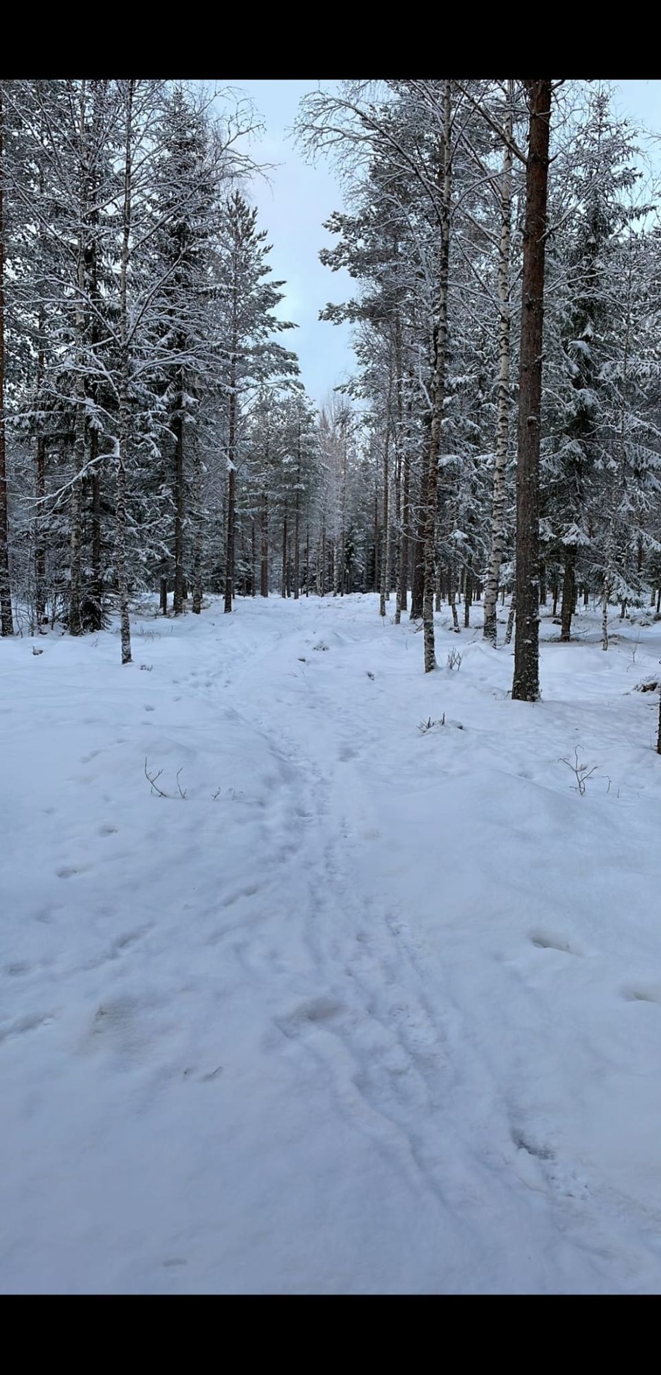 13 väylän koivu kaadettu. 👍