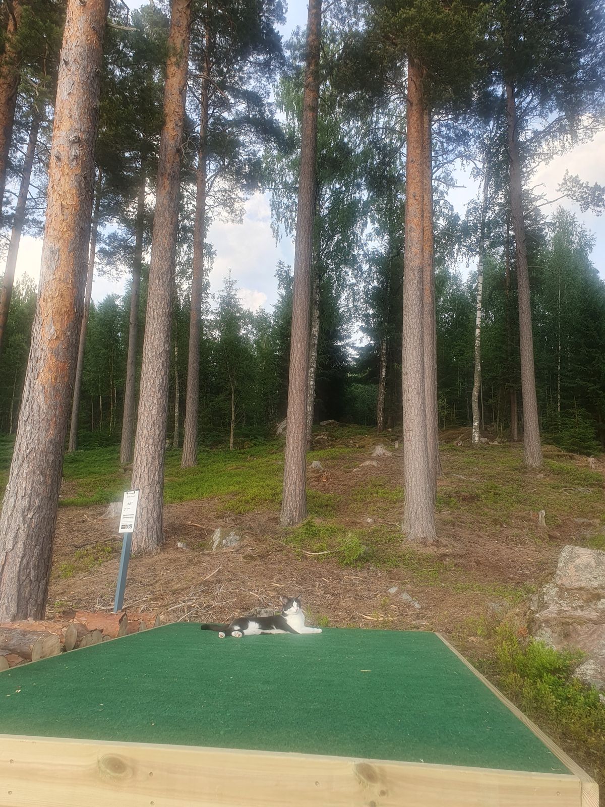 Tee hole 7