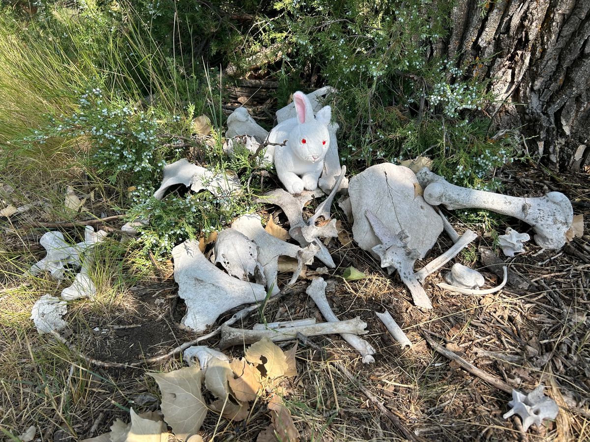 Beware the bunny who guards the arrowslit