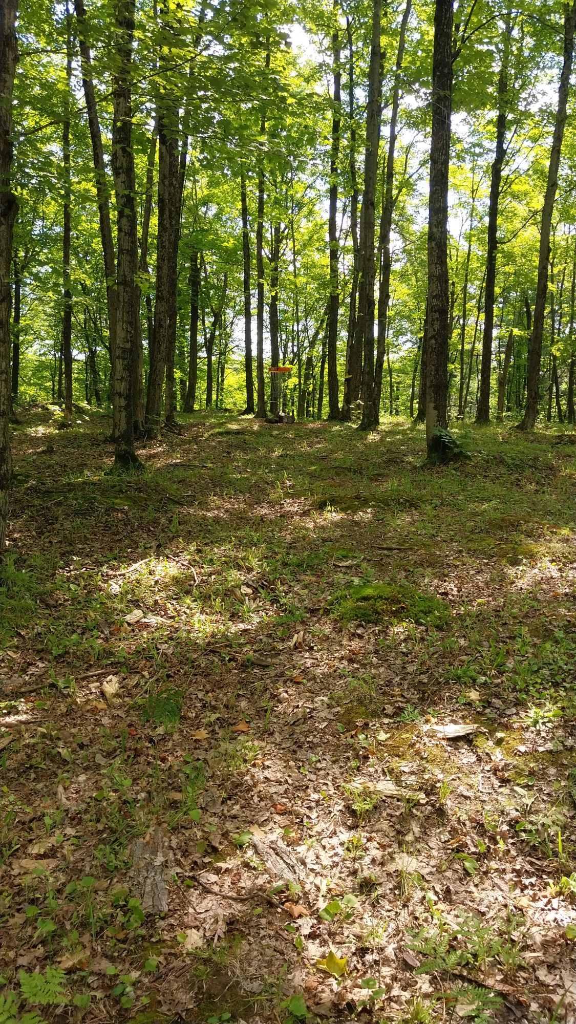 Hole 7 long