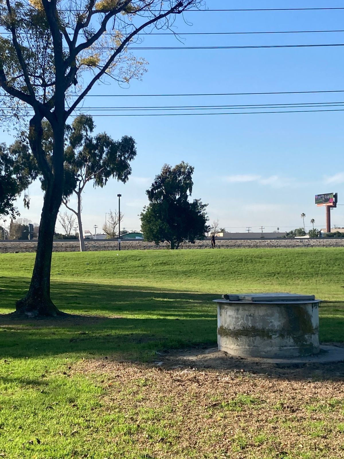 Hole 8 tree
