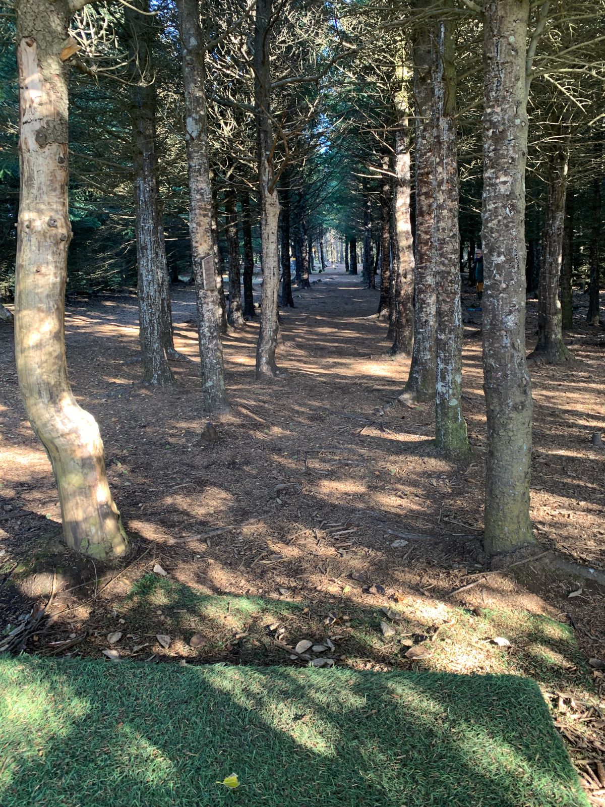 Tunnel fairway hole 1 🌲