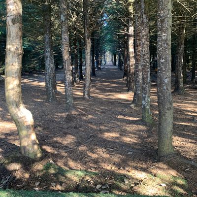 Tunnel fairway hole 1 🌲