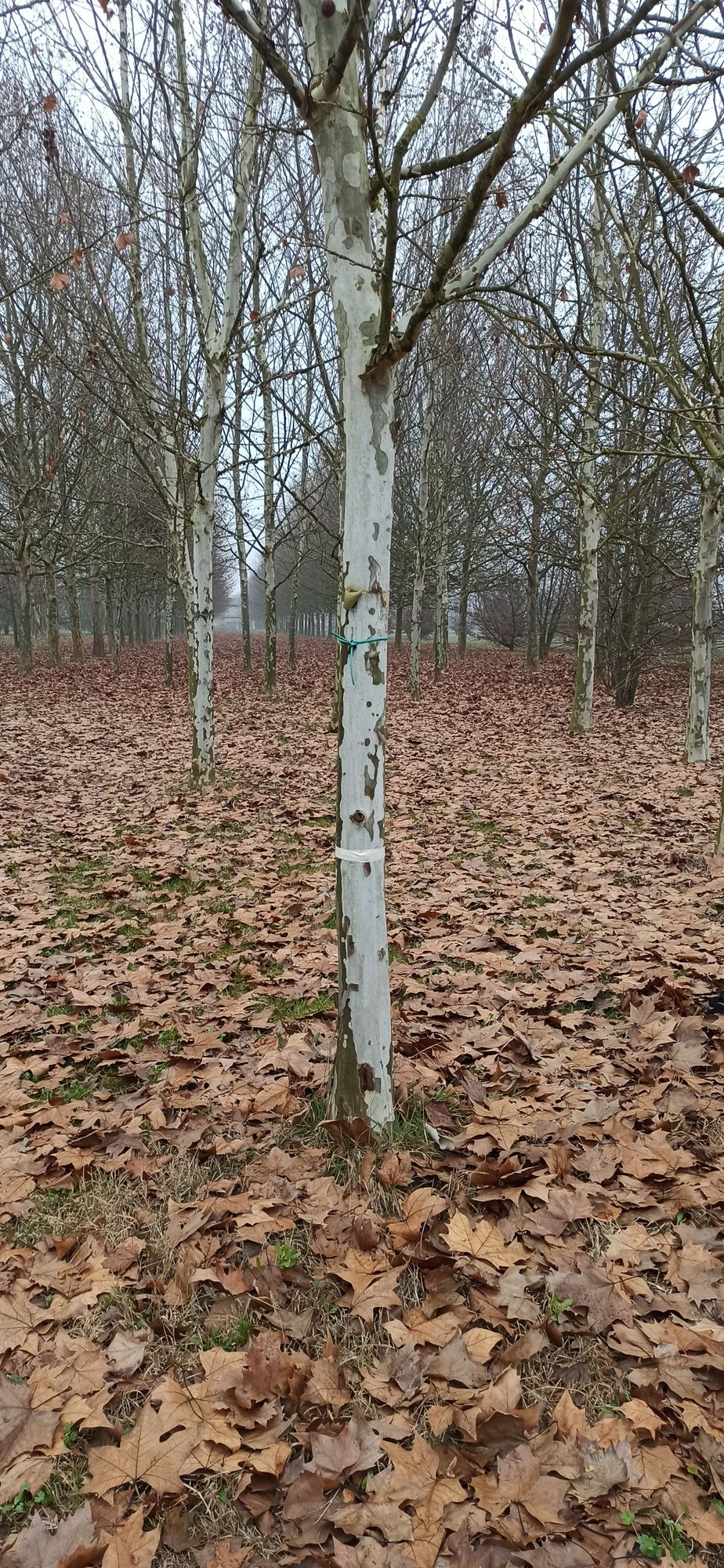 Hole 4 target