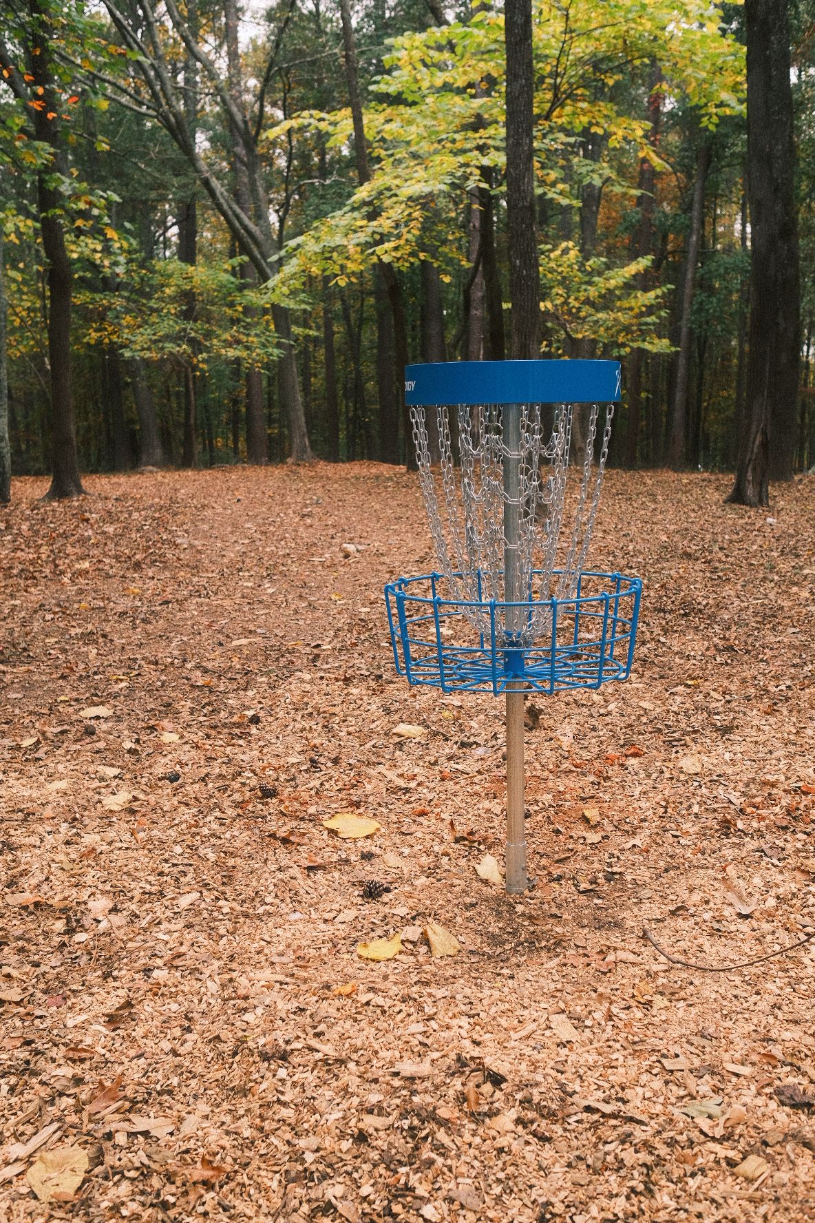 #10 basket looking at teepad