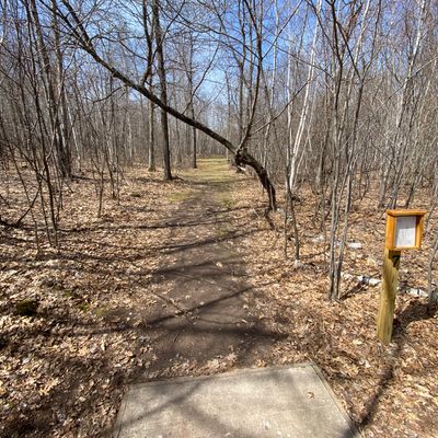 Hole 7 tee