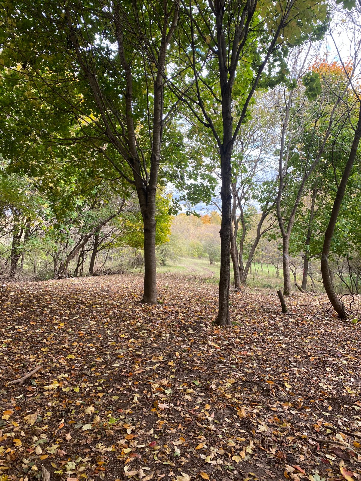 View of Hole 11 Fairway