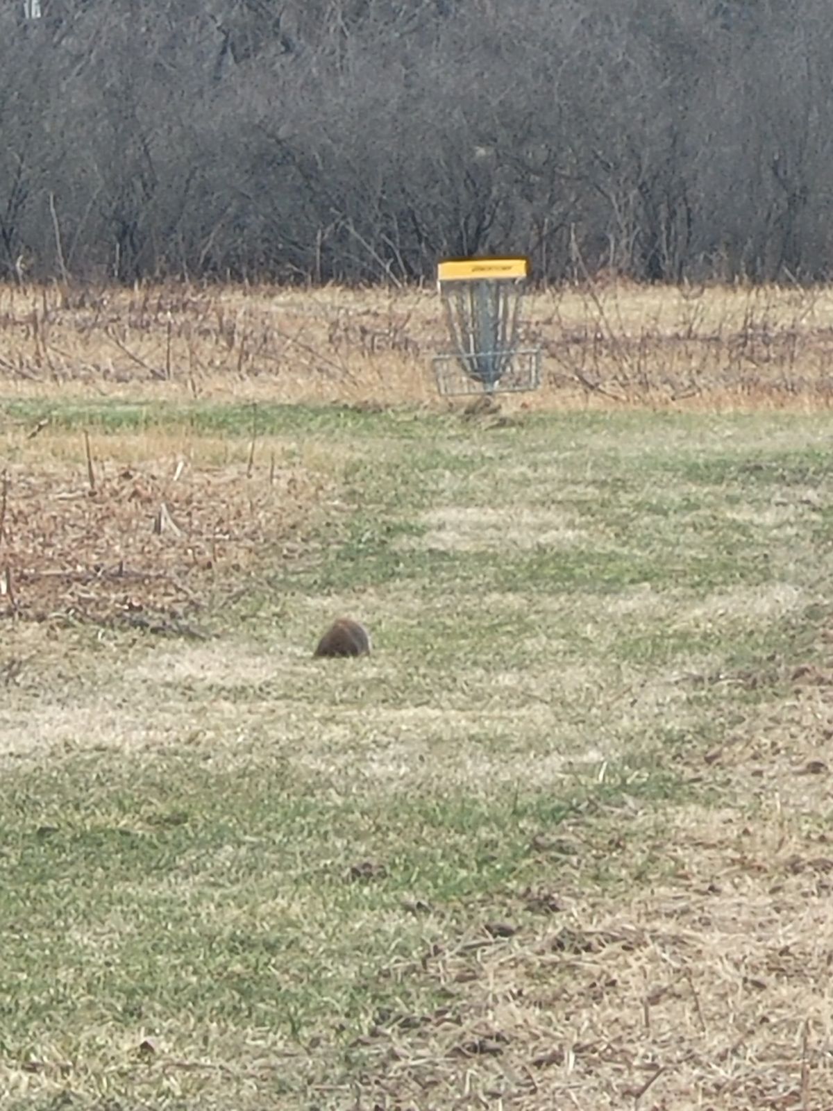 Goffers galore on the back 9, I would not play 6-8 in the summer due to ticks and thick brush. But spring and late fall. The wildlife around the island and on are so effing majestic.