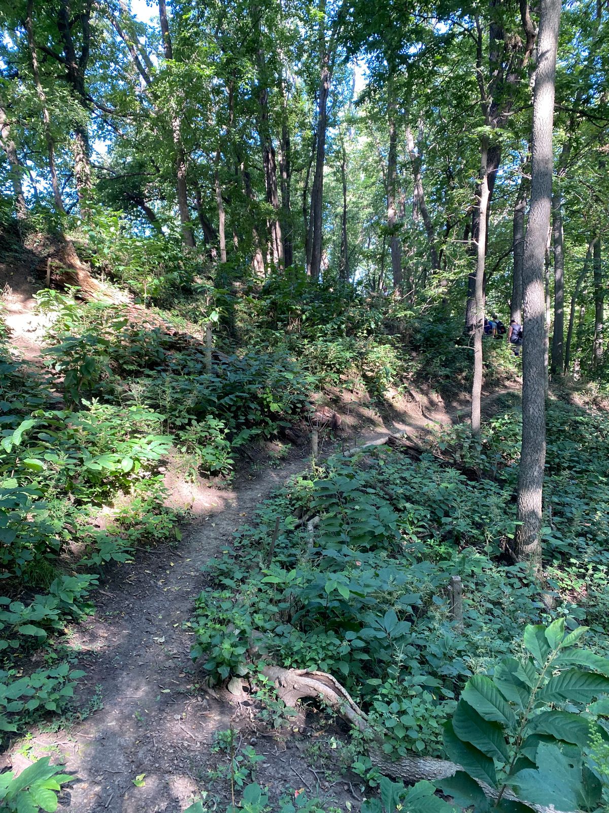 Trail to Hole 4 fairway.