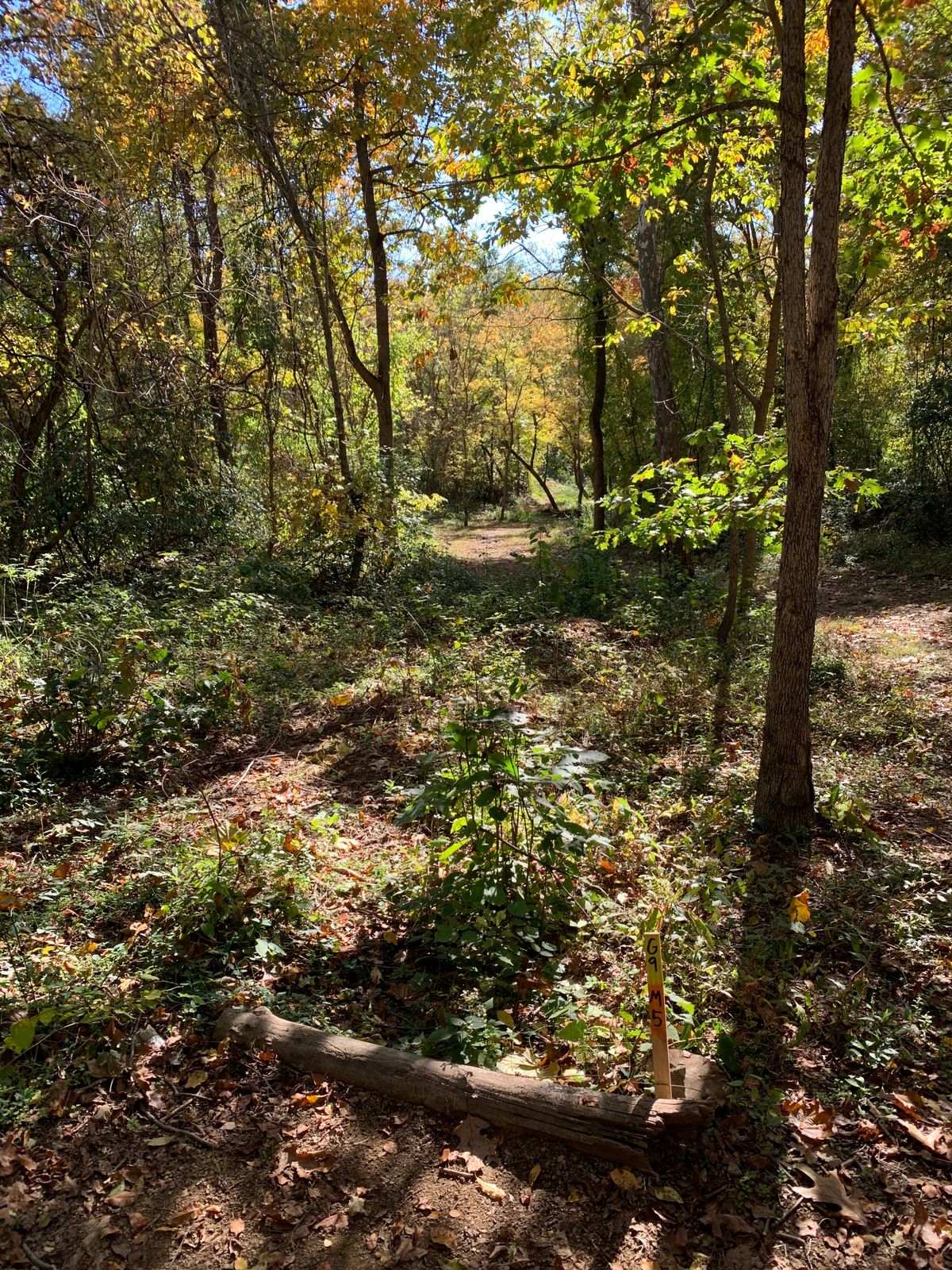 Hole 9. Basket is a hard left up through the little clearing and up by the dog park fence.