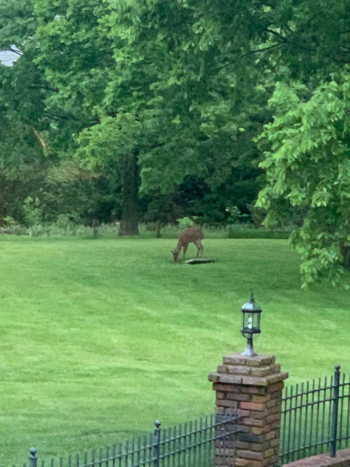 Mama deer