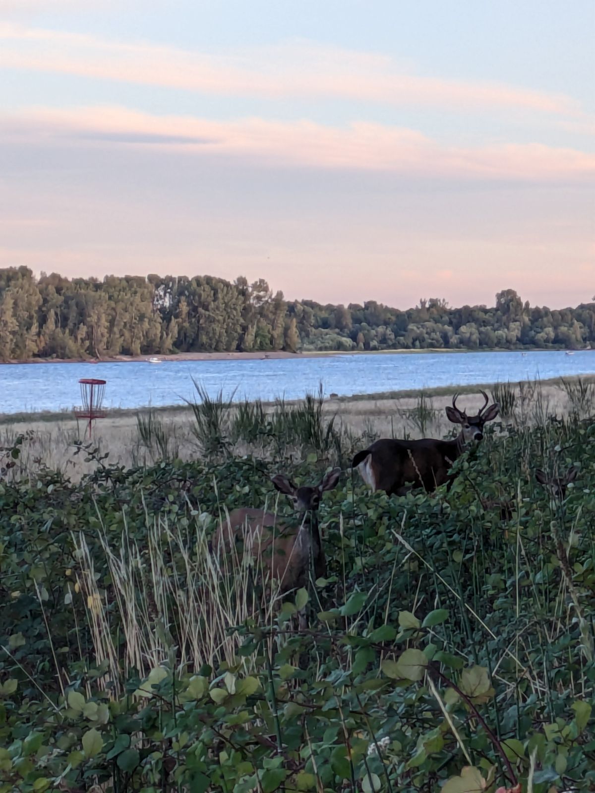 Some of the wildlife you'll encounter on the island.