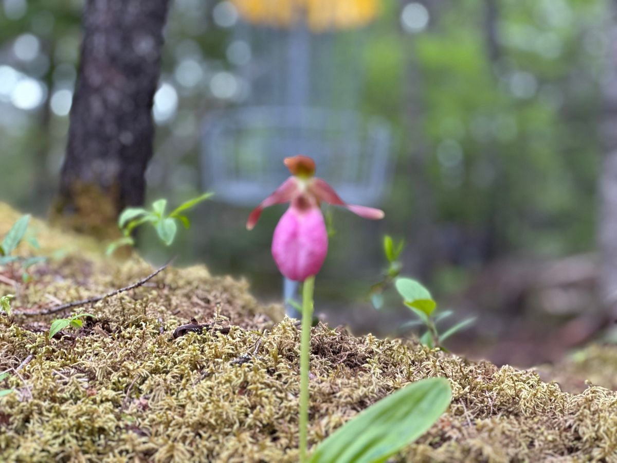 Lady slipper on #3