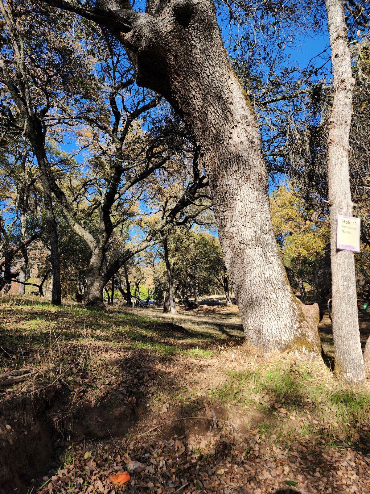 Hole 11 Tee