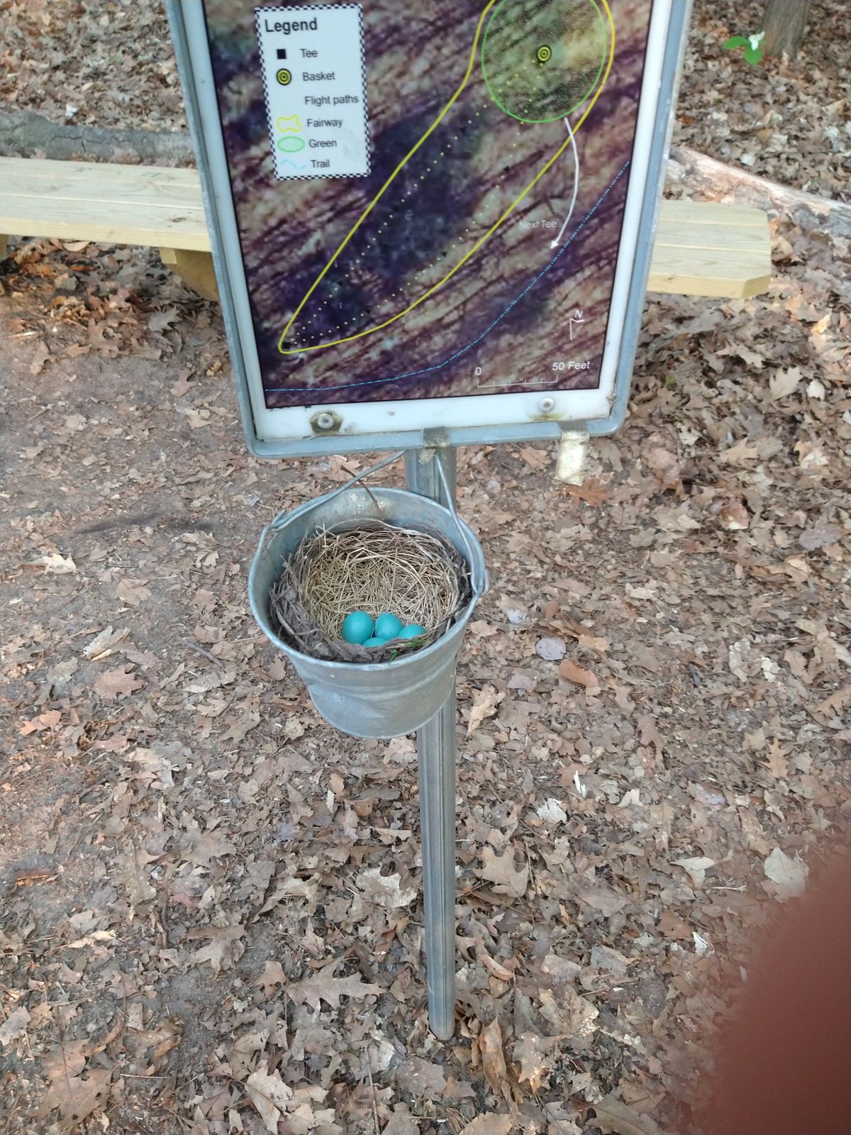 Robin nest on hole 3 :)