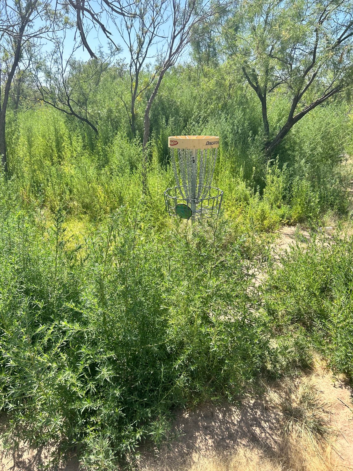 Hole 6 you can barely get to the basket it’s so overgrown. (7/19/23)