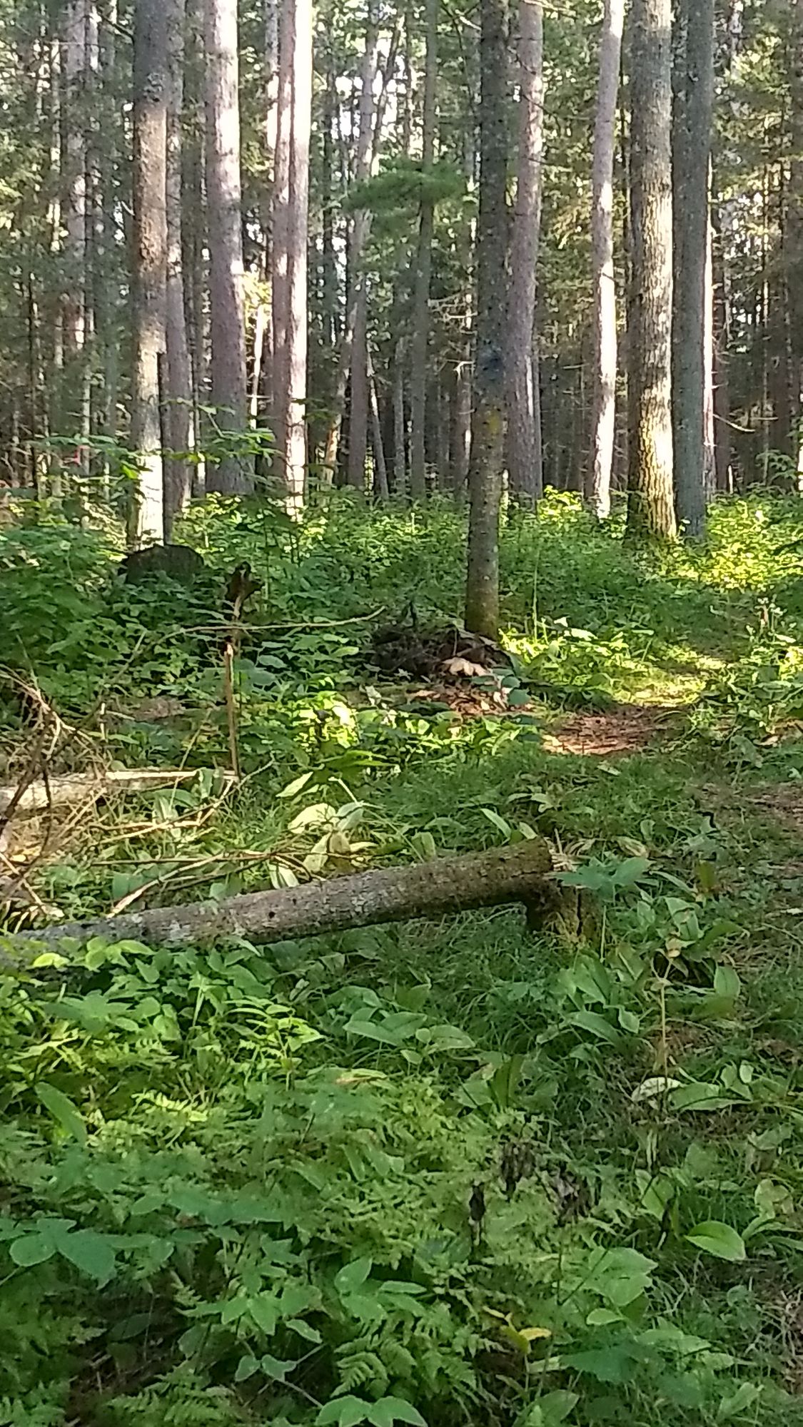 Hole 6