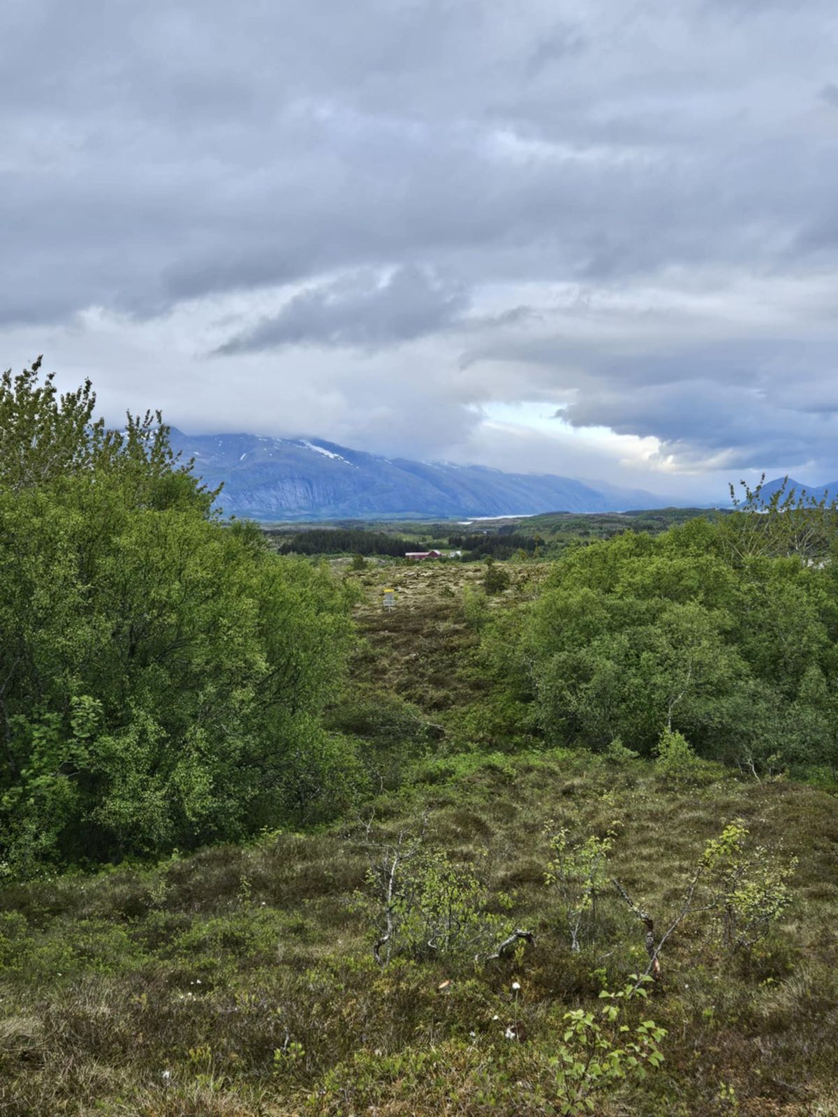 Her kan du følge fairway, eller prøve deg over trærne.
