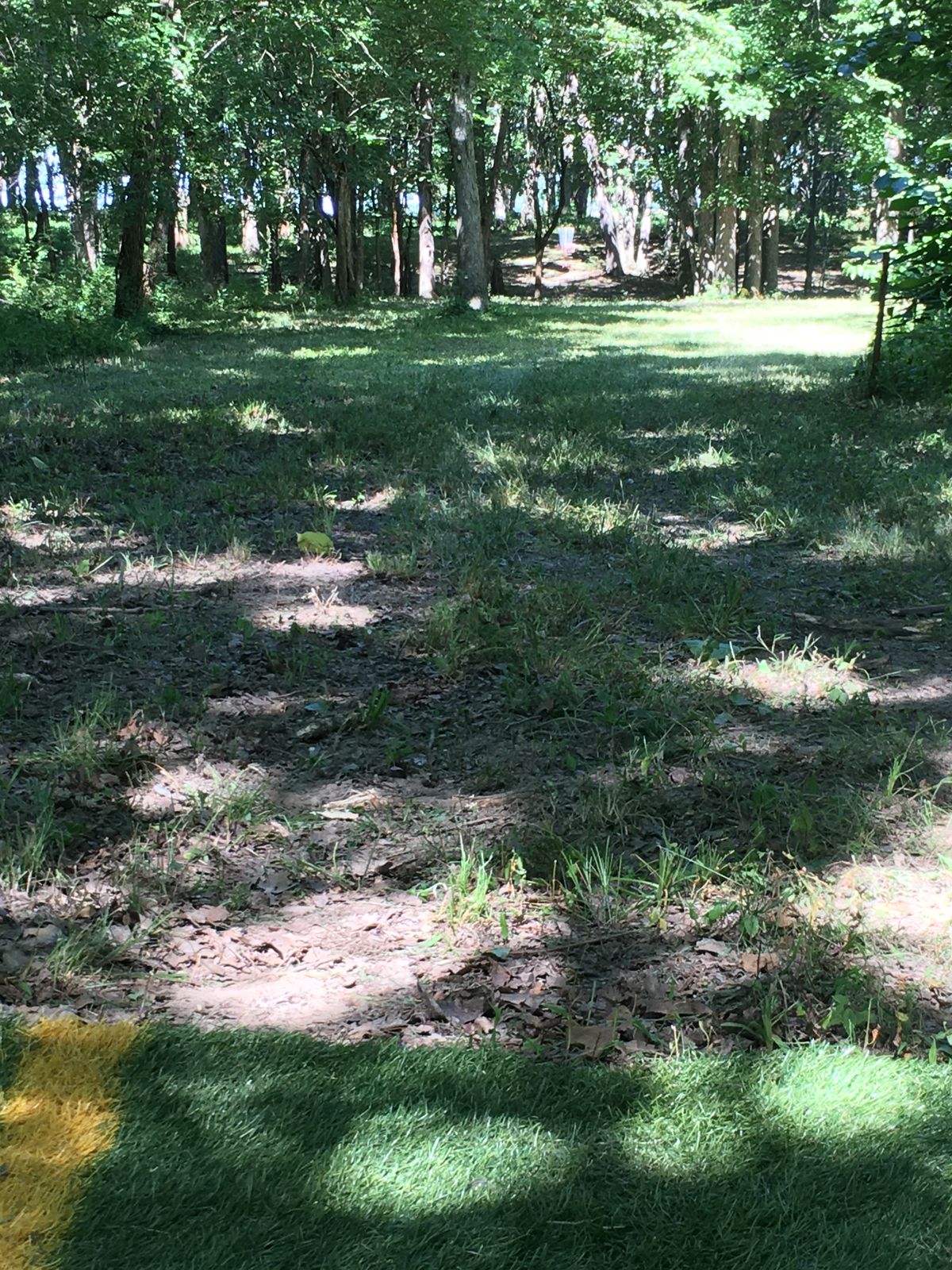 Hole 7 Tee