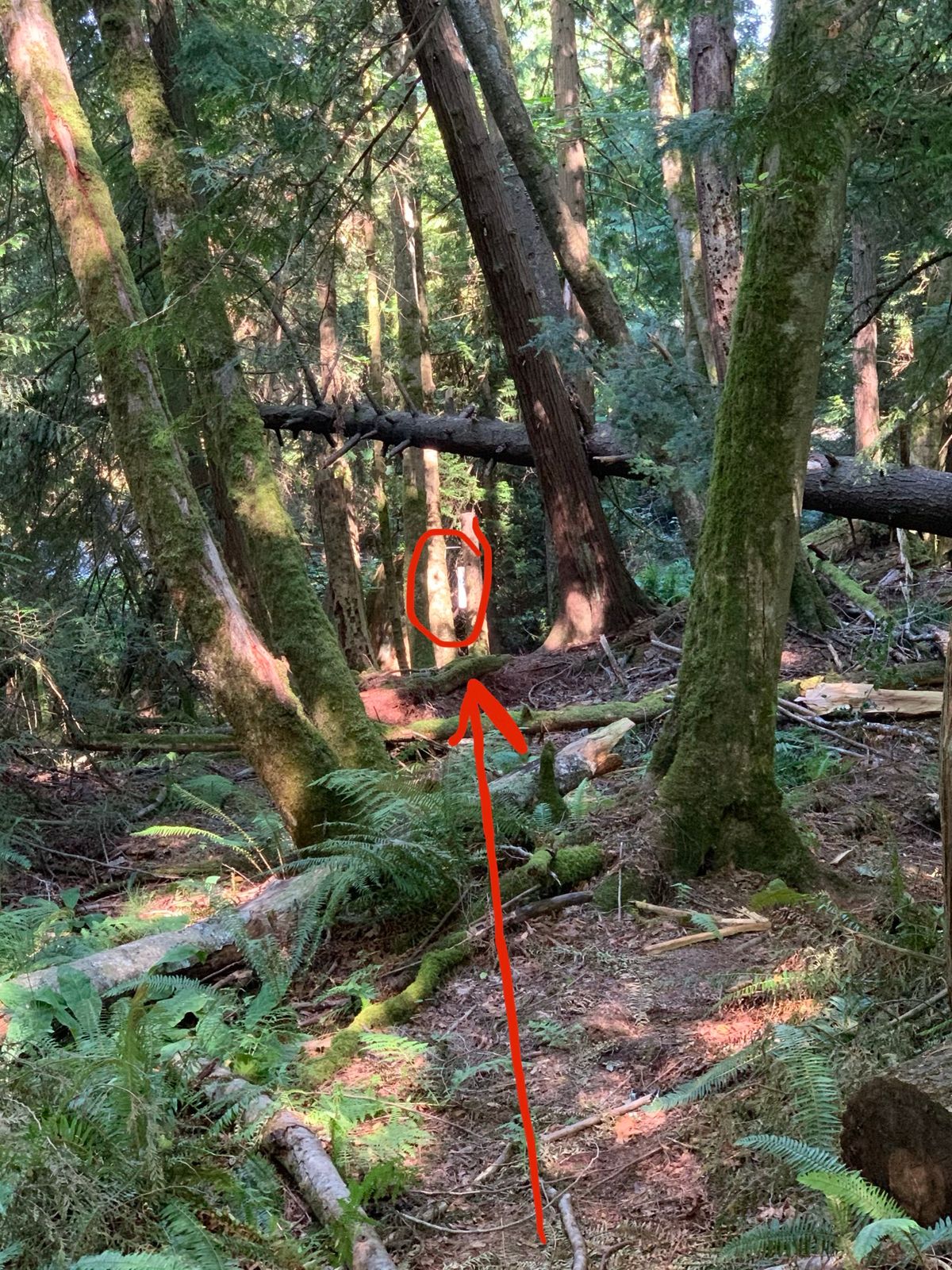 Hole 12: Tunnel of Love