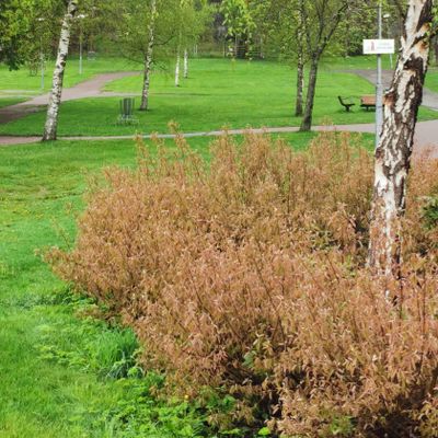 Mycket bra och lagom barna, 4/5