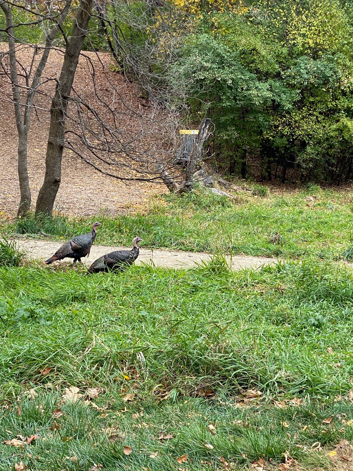 Couple of Turkeys downhill from #13. Wildlife galore!