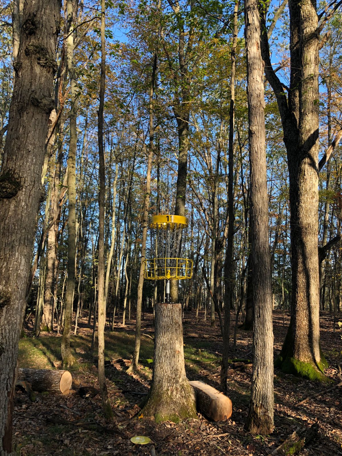 Hole #11 - Elevated Basket