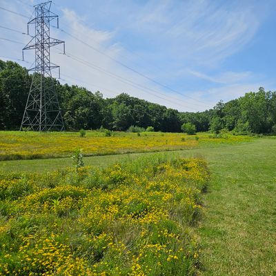 Hole 1 in July. The wild flowers are lovely.