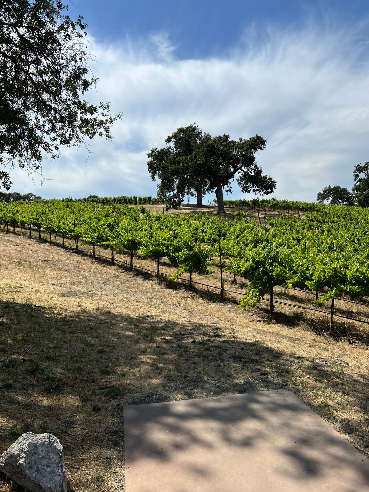 You can barely see the basket under the far oak tree. This hole is difficult to stay out of the vines for errant throws!
