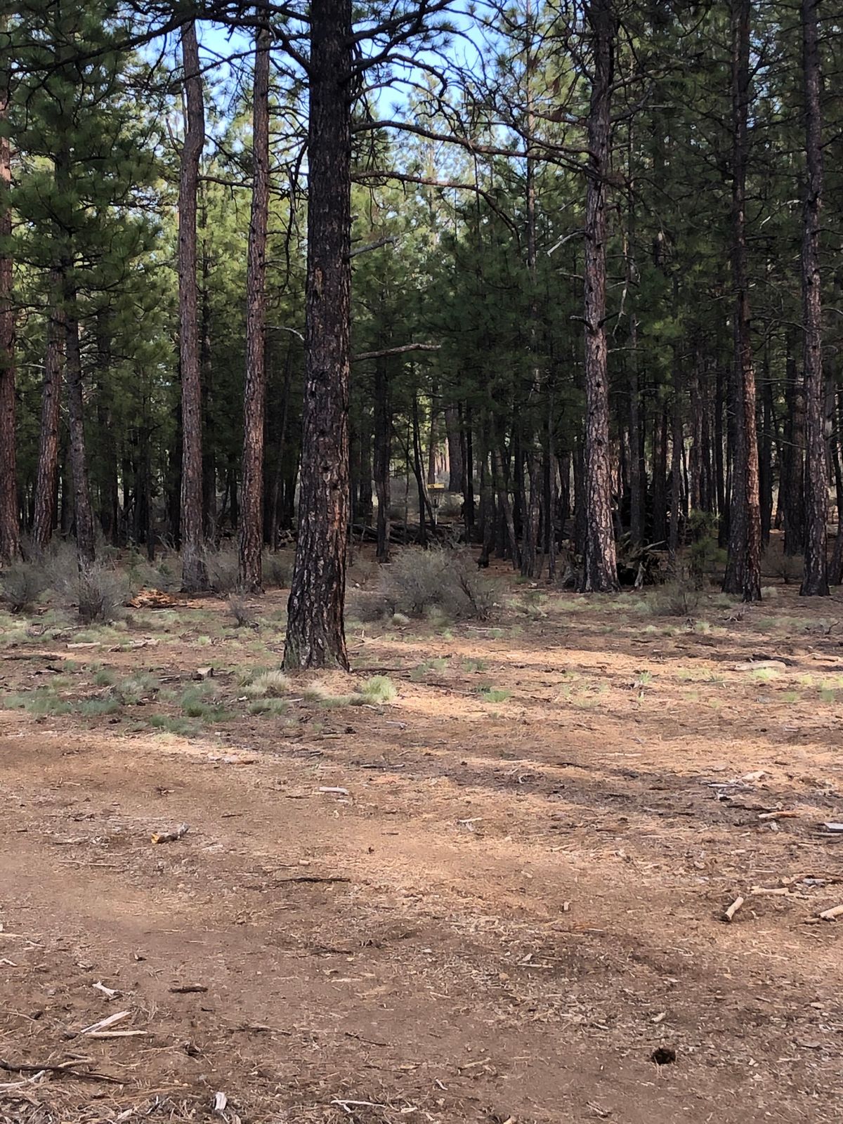 15 fairway