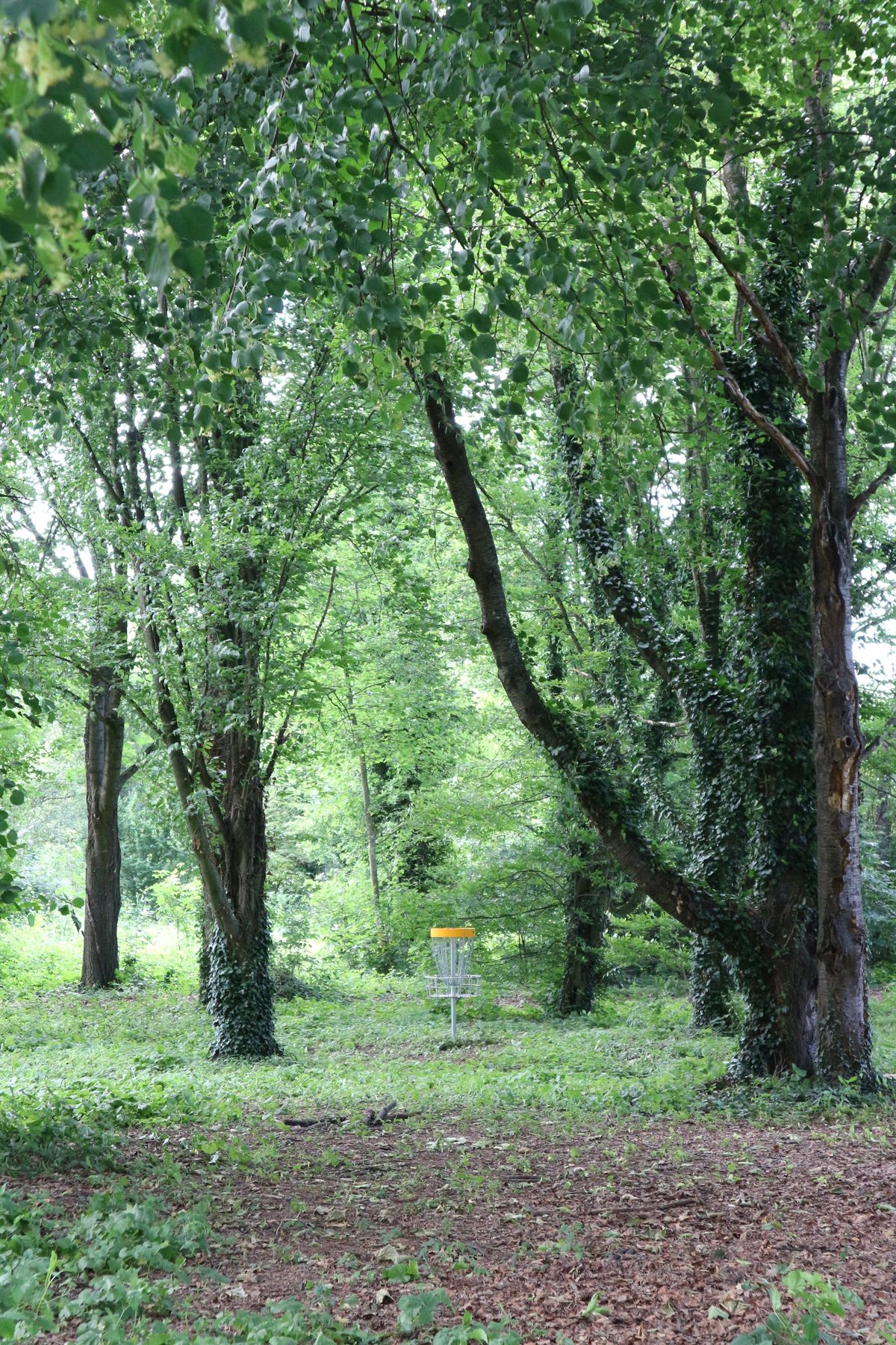 Basket from hole 10