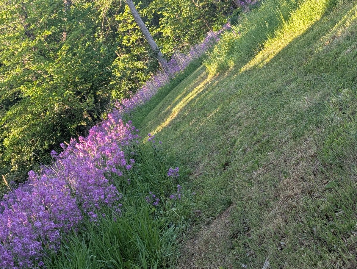 Wild flowers next to fairway