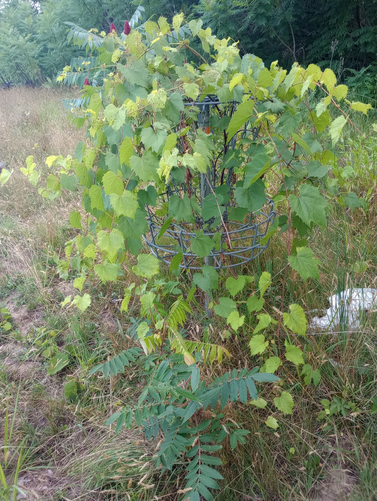 Unique camouflaged basket
