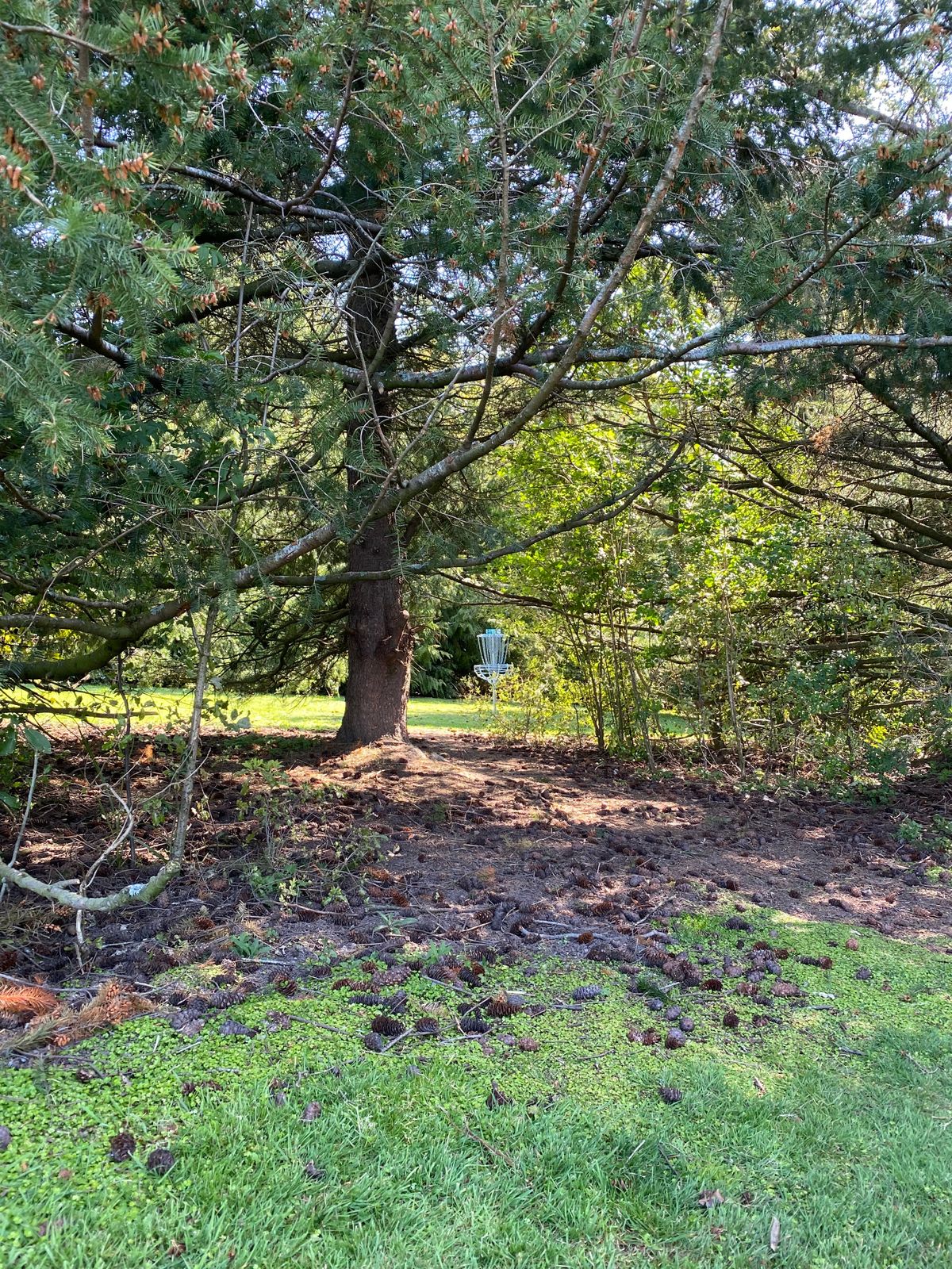 There's a small window through the trees on "Do the Disc-go"