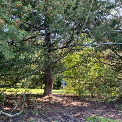 There's a small window through the trees on "Do the Disc-go"