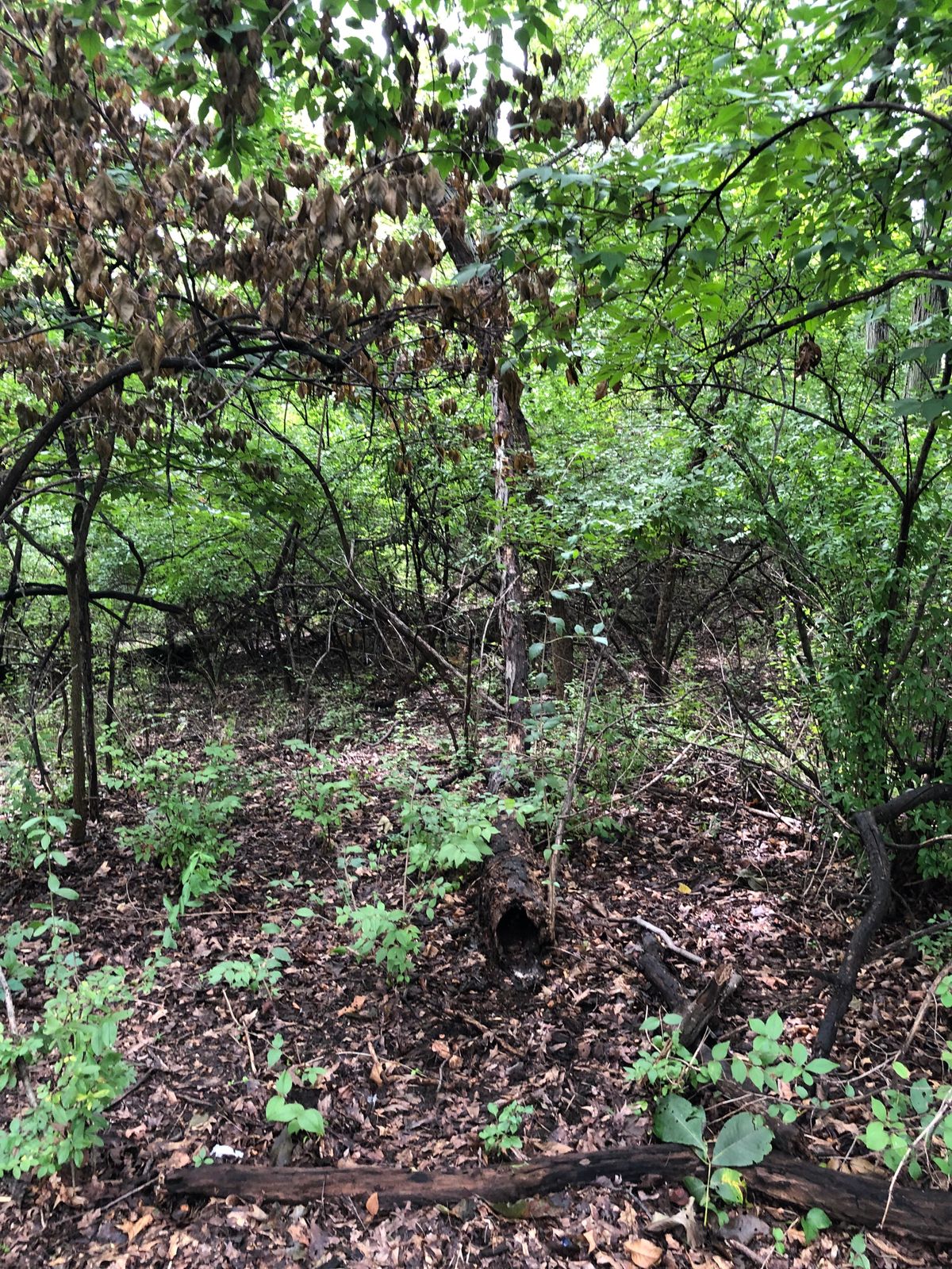 2 hidden deer in the brush.
