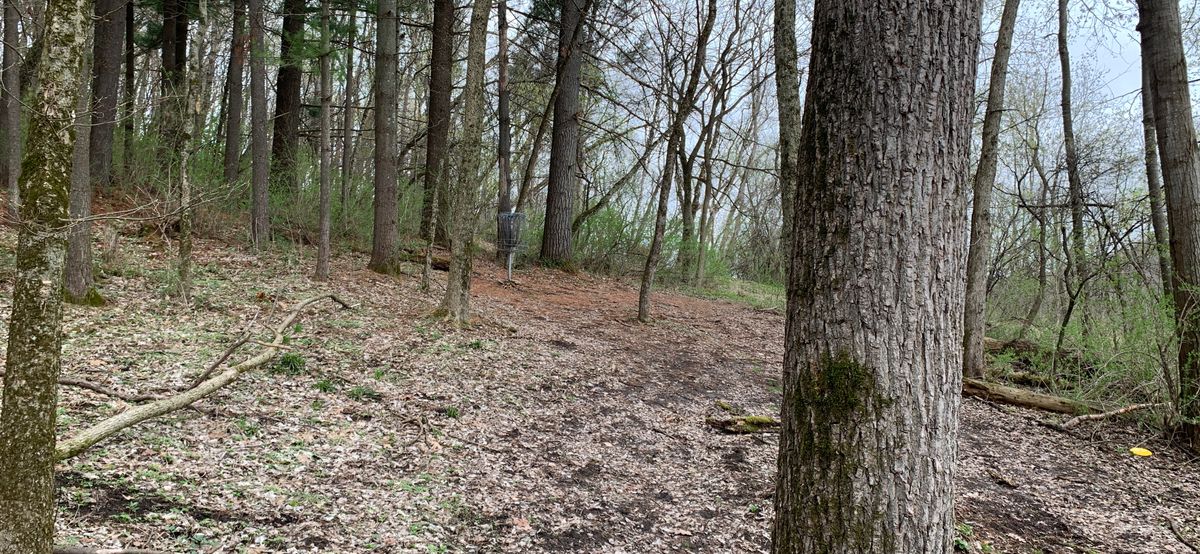 16 approach after deciding which tree to hit first.