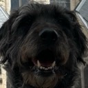 louiegoodboy