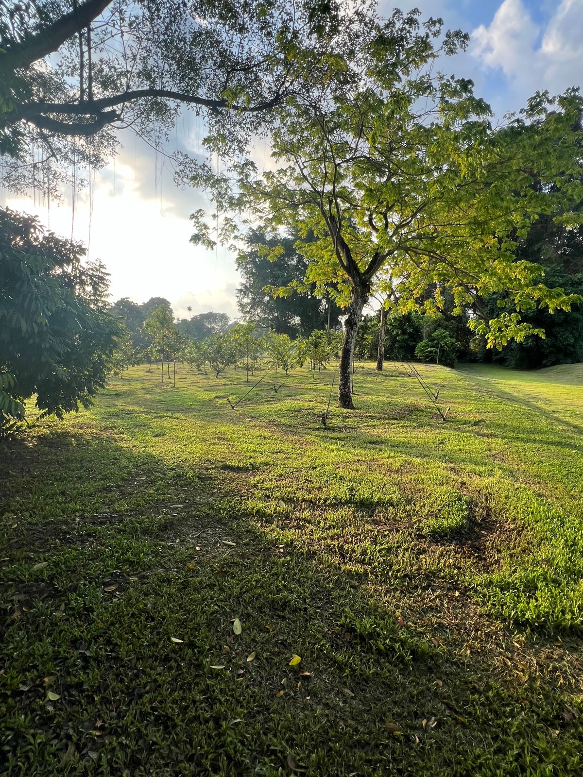 View from green on Hole 7 back towards fairway and mando gap