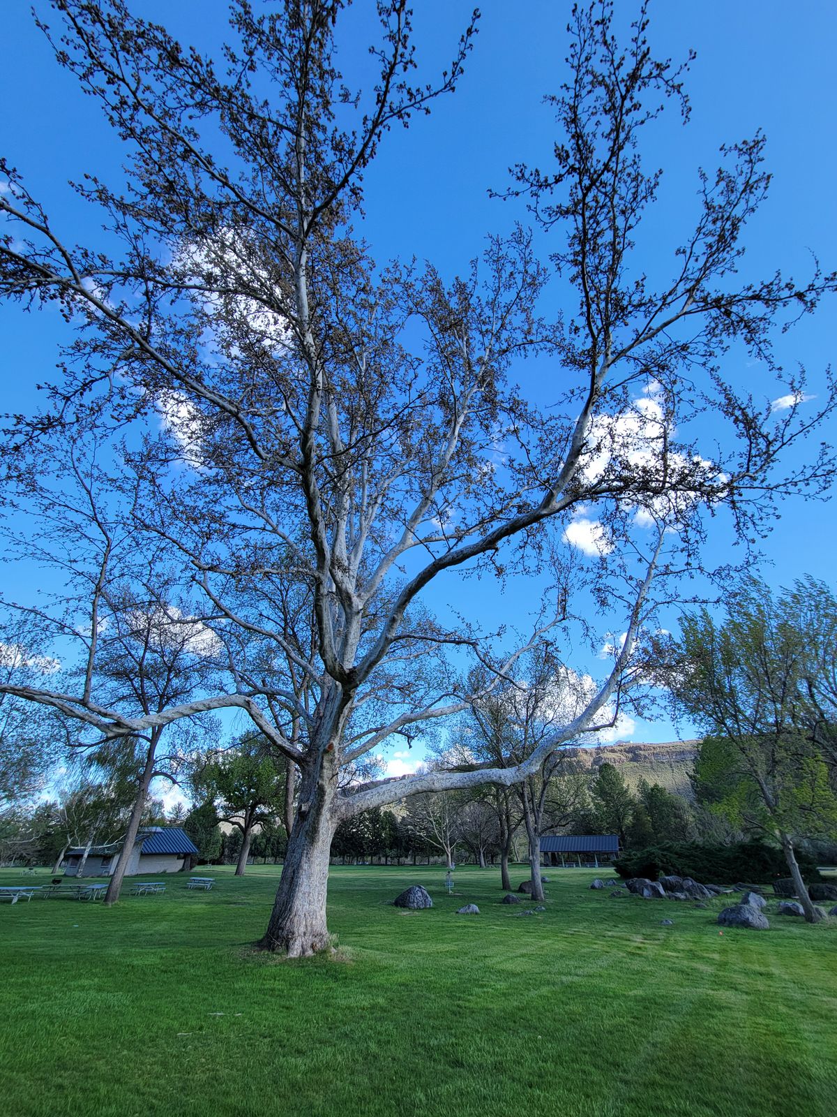 Hole 17 massive tree, the largest on the course