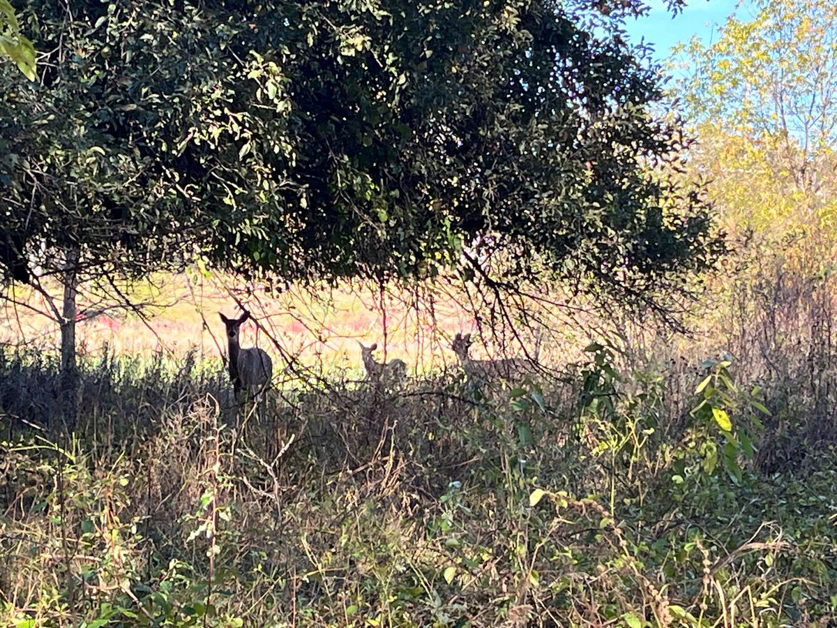 Deer behind some of the holes! Stayed pretty calm; I was able to get close