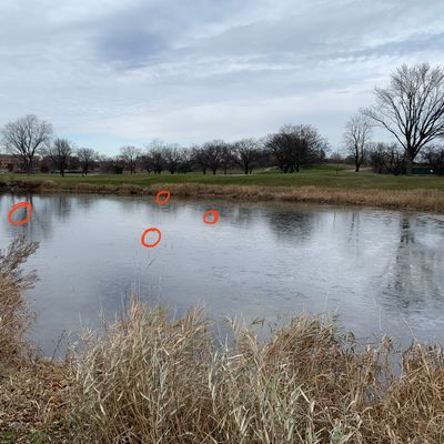 4 discs resting on a paper thin layer of ice at the hole 13 pond. I love this course.