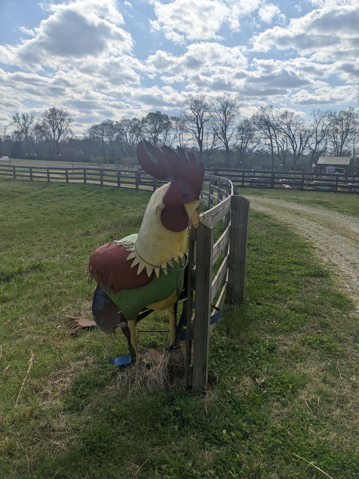 Chicken