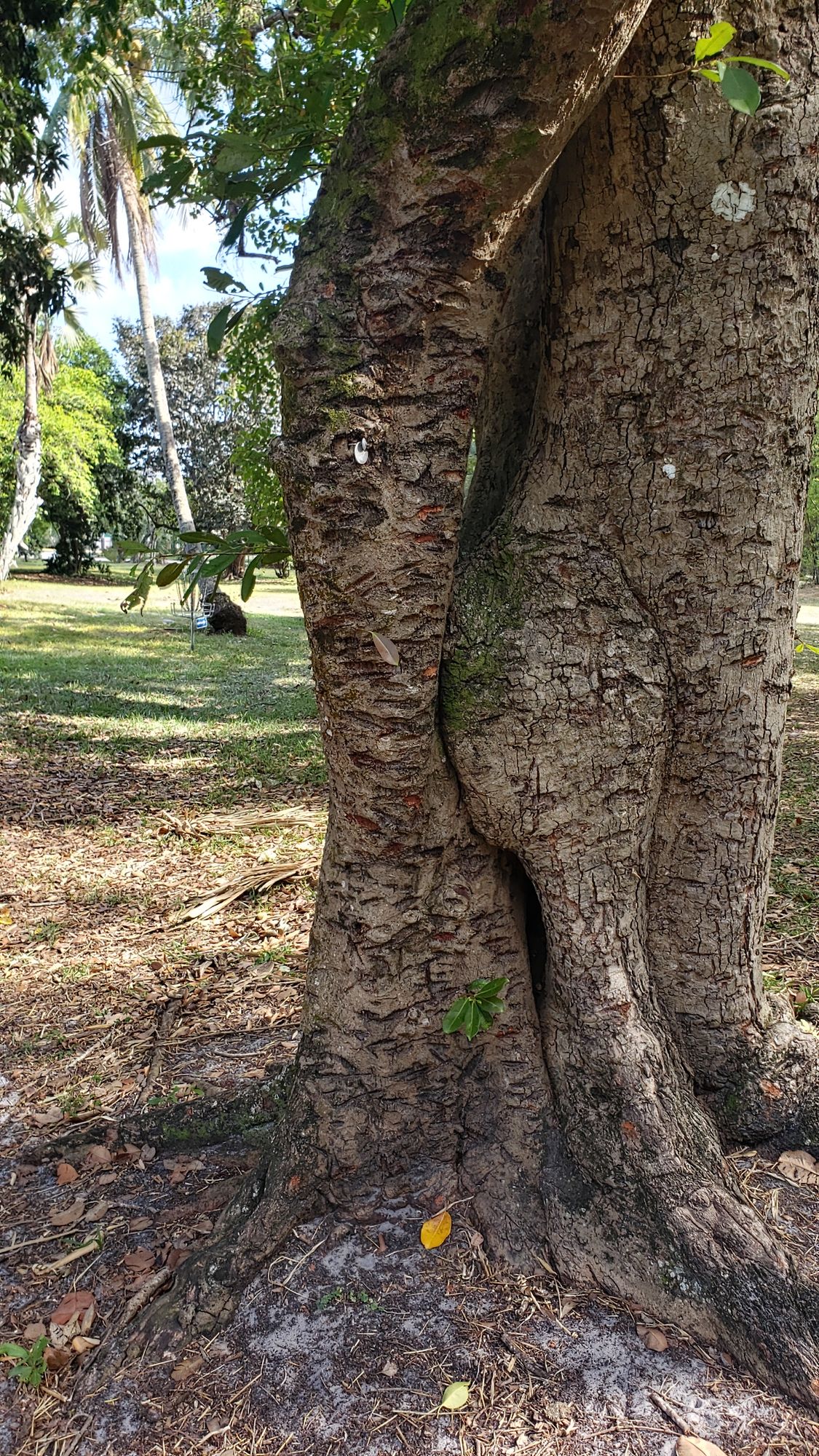 Poor tree on Hole 14