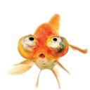 User avatar image