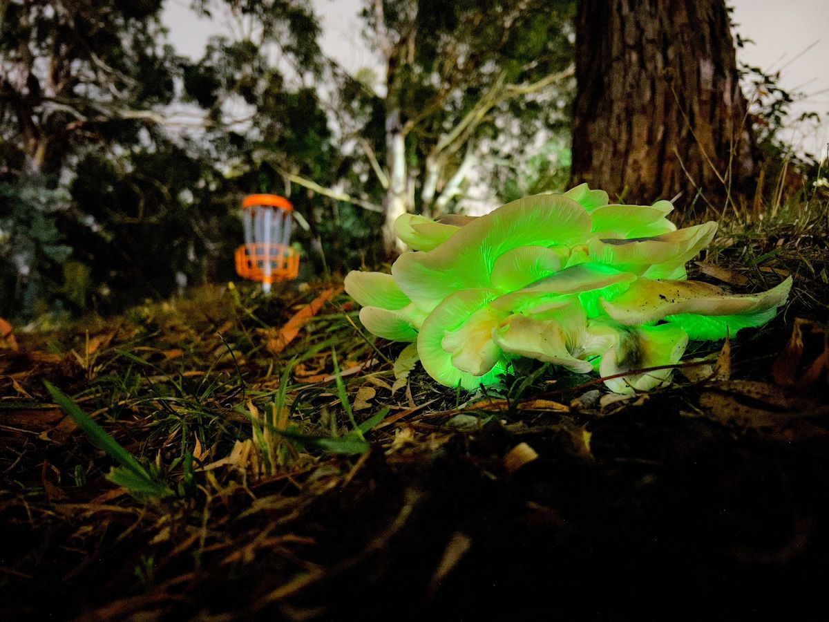 Ghost mushrooms on hole 11.