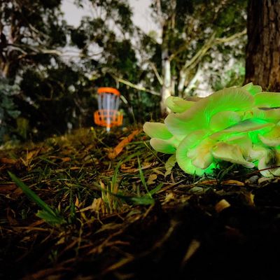 Ghost mushrooms on hole 11.